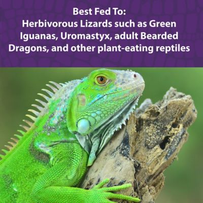 Image showing  Herbivorous Reptile Food