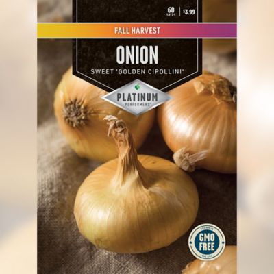 DeGroot Golden Cipollini Onions