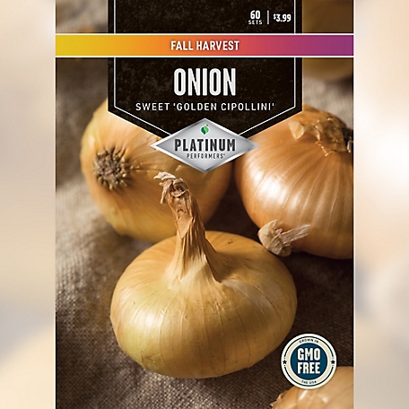DeGroot Onion Golden Cipollini