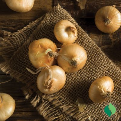 Image showing  Golden Cipollini Onions