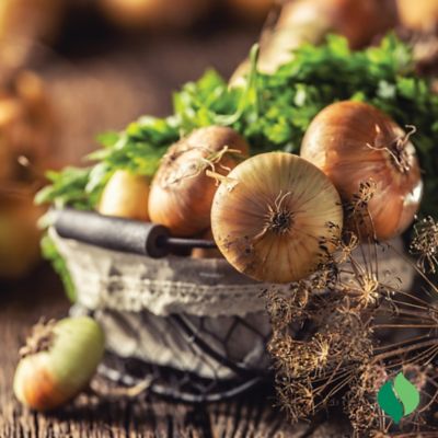 Image showing  Golden Cipollini Onions