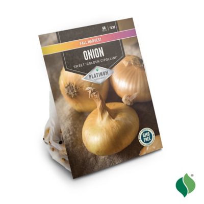 Image showing  Golden Cipollini Onions