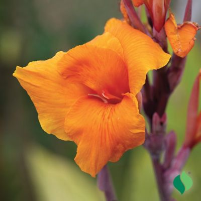 Image showing  Canna Wyoming, 2 pc. Rhizomes