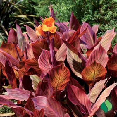 Image showing  Canna Wyoming, 2 pc. Rhizomes