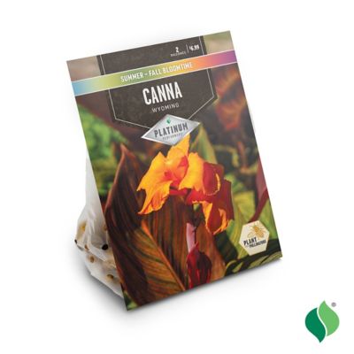 Image showing  Canna Wyoming, 2 pc. Rhizomes