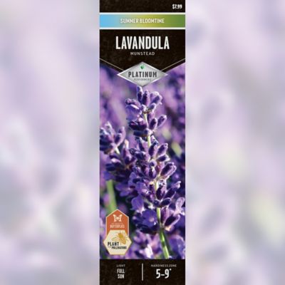 DeGroot Lavandula Munstead Bare Root Plant