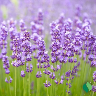 Image showing  Lavandula Munstead Bare Root Plant