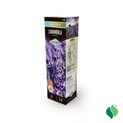 Image showing  Lavandula Munstead Bare Root Plant