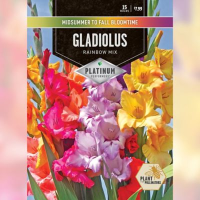DeGroot Gladiolus Rainbow Mix