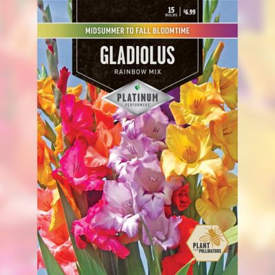 DeGroot Gladiolus Rainbow Mix, 15 pc. Bulbs