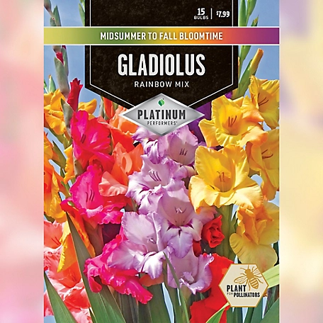 DeGroot Gladiolus Rainbow Mix