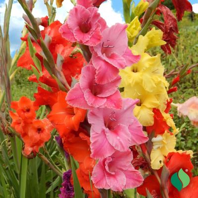 Image showing  Gladiolus Rainbow Mix, 15 pc. Bulbs
