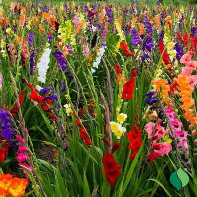 Image showing  Gladiolus Rainbow Mix, 15 pc. Bulbs