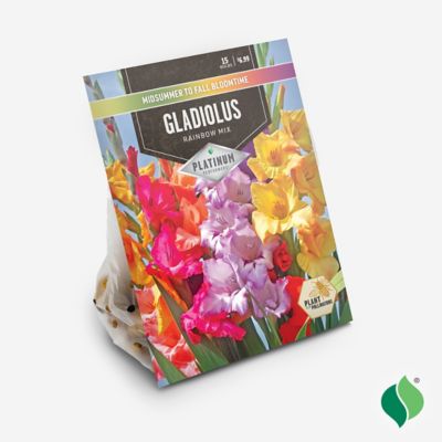 Image showing  Gladiolus Rainbow Mix, 15 pc. Bulbs