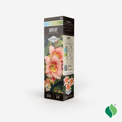 Image showing  Daylily Longfields Glory, 1 Root