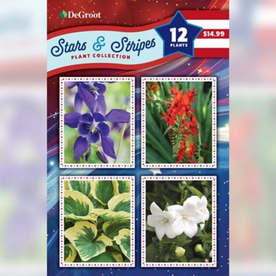 DeGroot Stars & Stripes Plant Collection, 12 pc.