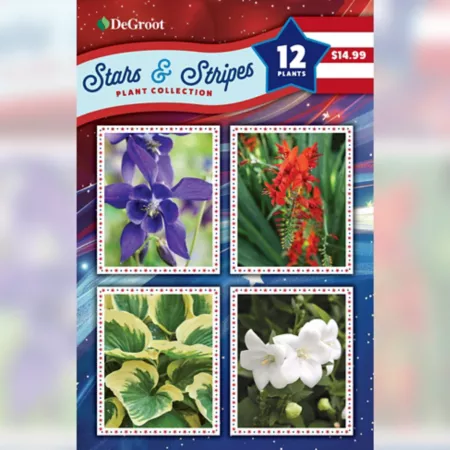 DeGroot Stars & Stripes Plant Collection 12 Count. Perennials