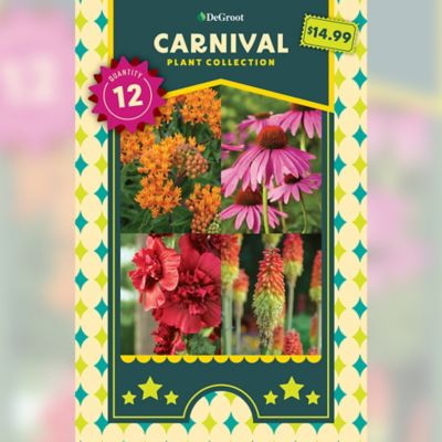 DeGroot Carnival Plant Collection