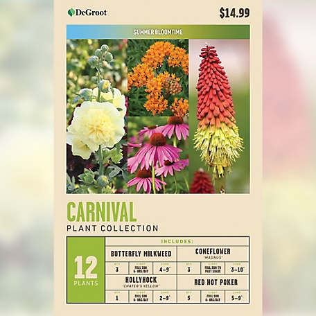 DeGroot Carnival Plant Collection