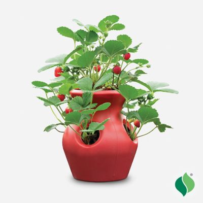 Image showing  Peek-A-Boo Strawberry Planter Grow Kit