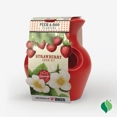 Image showing  Peek-A-Boo Strawberry Planter Grow Kit