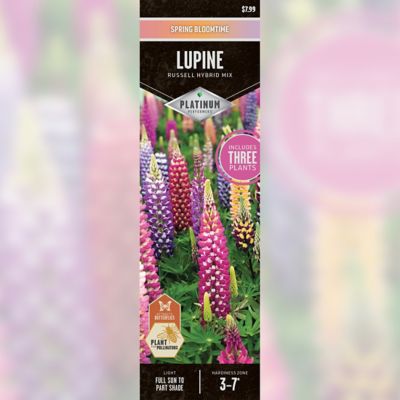 DeGroot Lupine Russell Mix