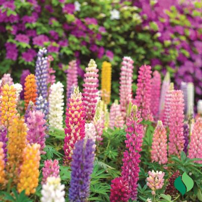 Image showing  Lupine Russell Mix Bare Root Plants, 3 pc.