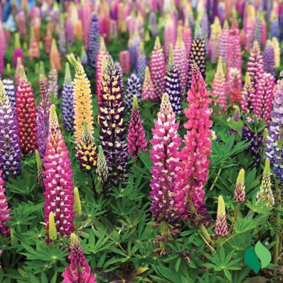 Image showing  Lupine Russell Mix Bare Root Plants, 3 pc.