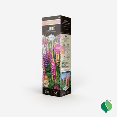 Image showing  Lupine Russell Mix Bare Root Plants, 3 pc.