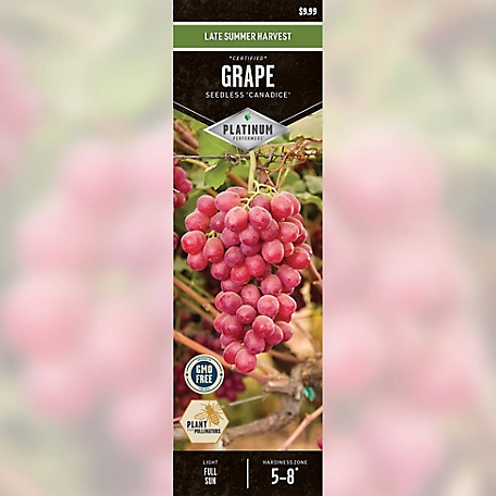 DeGroot Grape Canadice Seedless Certified