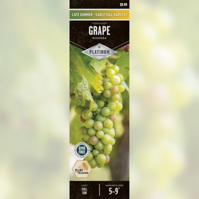 DeGroot Grape Niagara Seedless Certified