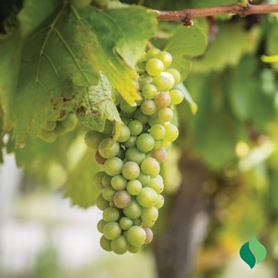 Image showing  Grape Niagara Certified