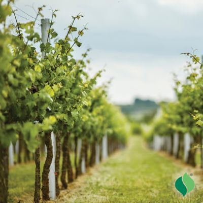 Image showing  Grape Niagara Certified