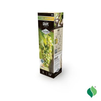 Image showing  Grape Niagara Certified