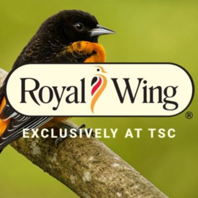 Image showing 1 th Royal Wing Stoneware Bird Feeder