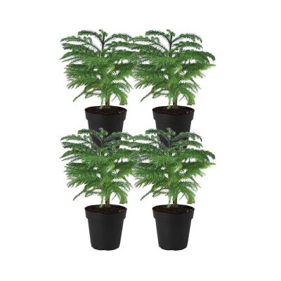 Costa Farms 12 in. Christmas Norfolk Island Pine Plants in 4 in. Grower's Pot, 4 pc.