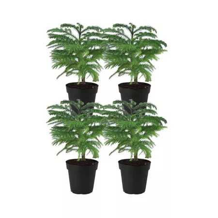 Costa Farms 12" Norfolk Island Christmas Pine Plants in 4" Grow Pot 4 Count. Succulents & House Plants