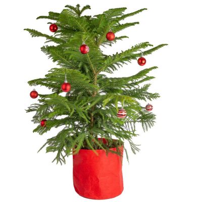 Costa Farms 36 in. Christmas Norfolk Island Pine Plant in 10 in. Decor Pot, 1 pc.