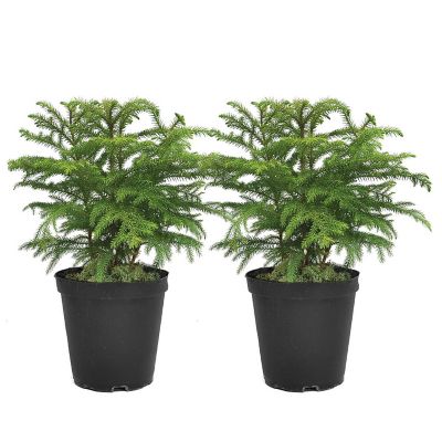 Costa Farms 18 in. Christmas Norfolk Island Pine Plants in 6 in. Grower Pot, 2 pc.