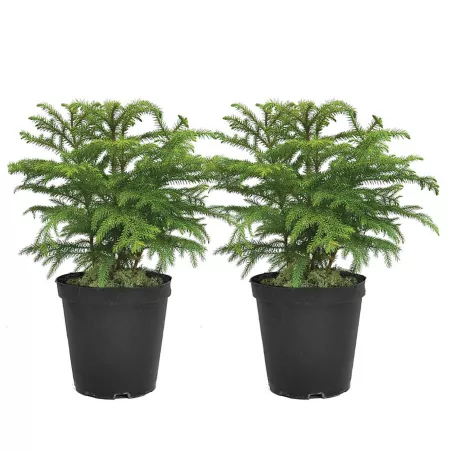 Costa Farms 18" Norfolk Island Christmas Pine Plants in 6" Grow Pot 2 Count. Succulents & House Plants