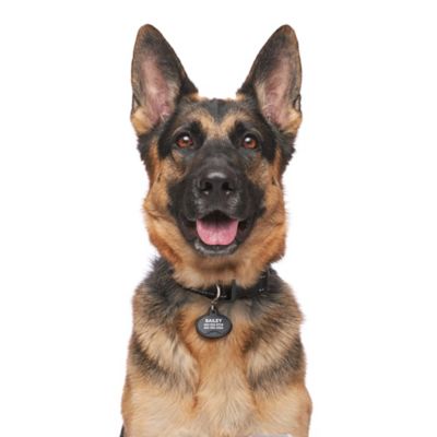 Image showing  Pet Tag and Tracker, Oval, Works with Samsung Galaxy Phones