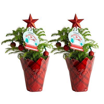 Costa Farms 12 in. Christmas Decorated Norfolk Island Pine Plant in 4 in. Plaid Red Planter, 2 pc.