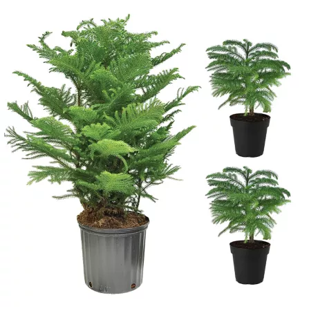 Costa Farms Norfolk Island Pine Plant Assortment in Grow Pot 3 Count. Succulents & House Plants