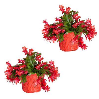 Costa Farms 10 in. Christmas Cactus Plants in 6 in. Red Planter, 2 pc.