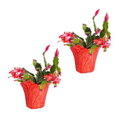 Costa Farms 8 in. Christmas Cactus Plants in 4 in. Red Wrap Cover, 2 pc.