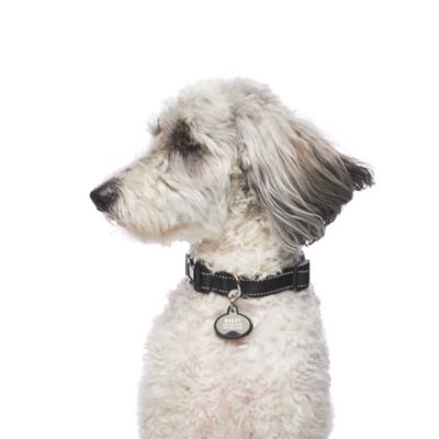 Image showing  Pet Tag and Tracker, Oval, Works with Samsung Galaxy Phones