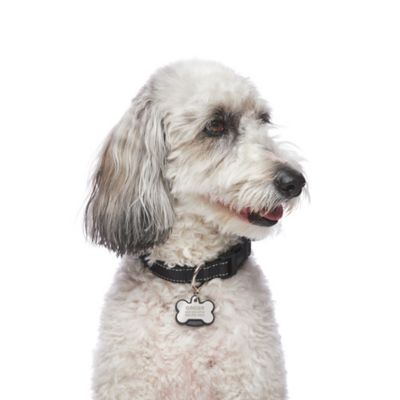 Image showing  Pet Tag and Tracker, Bone, Works with Samsung Galaxy Phones