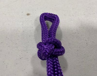 Image showing  Halter - Warmblood