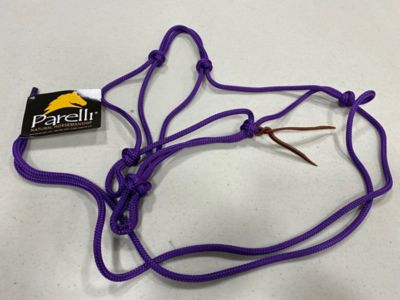 Image showing  Halter Mini/Foal