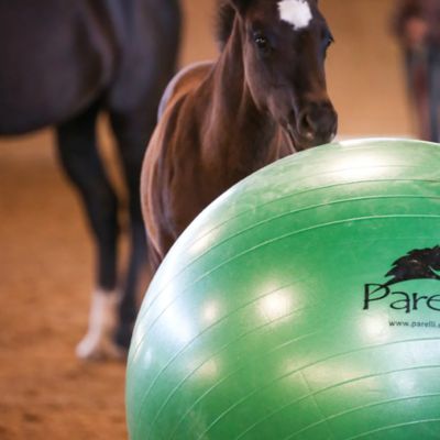 Image showing  Horse Play Ball, Green, 42-44 in.